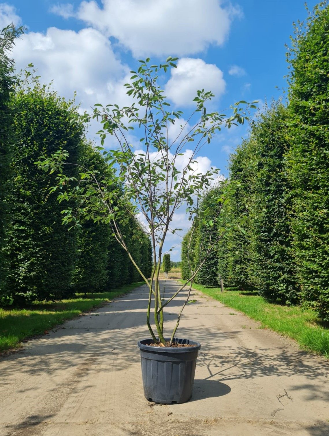 Krentenboom | Meerstammig