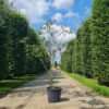 Krentenboom | Meerstammig