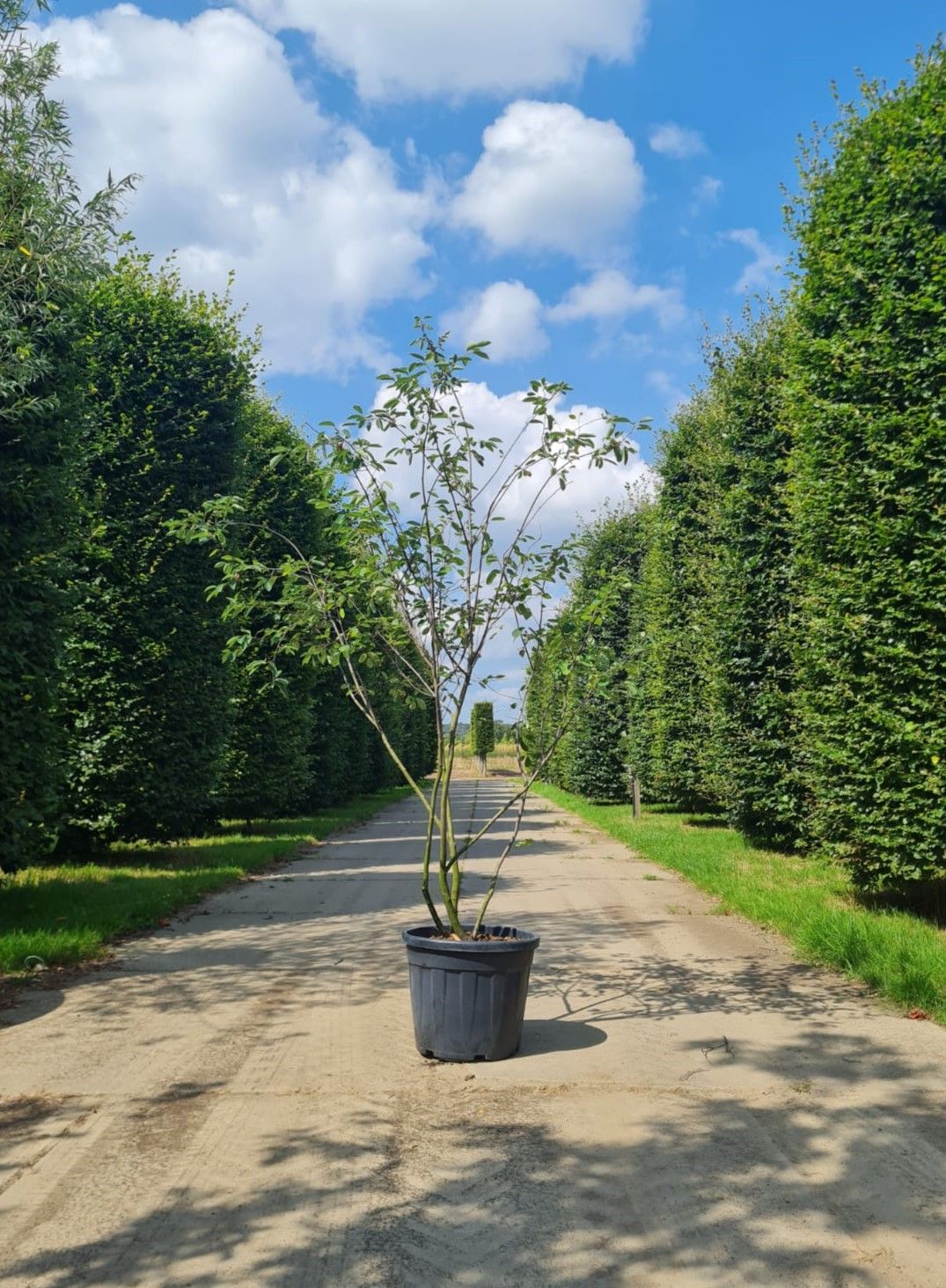 Krentenboom | Meerstammig