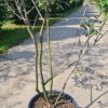 Krentenboom | Meerstammig