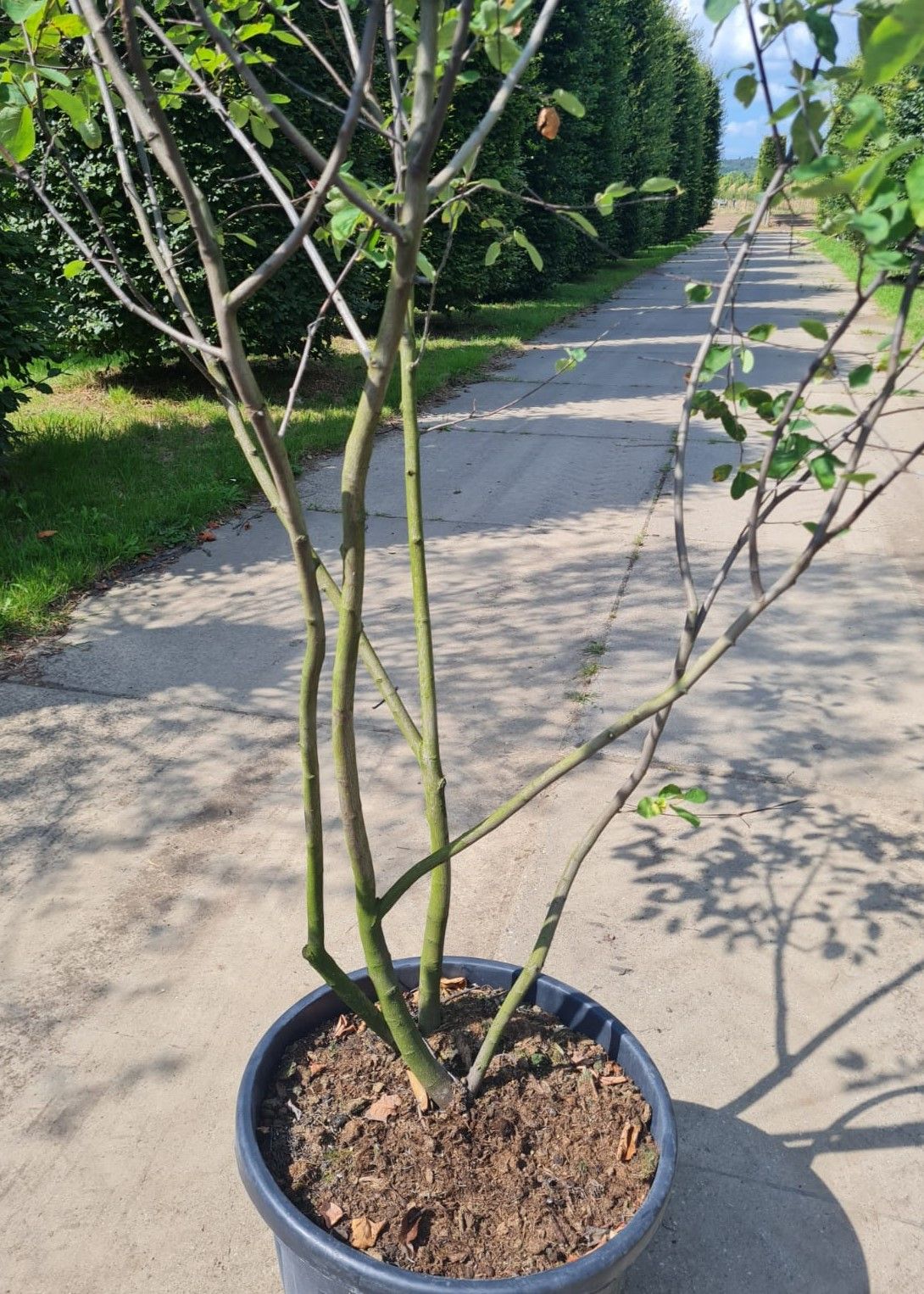 Krentenboom | Meerstammig