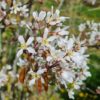 Krentenboom | Hoogstam