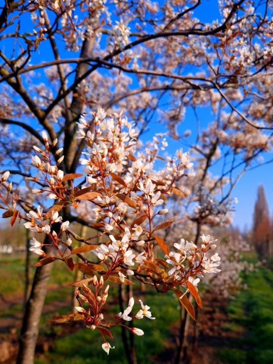Krentenboom | Hoogstam