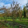 Krentenboom | Meerstammig