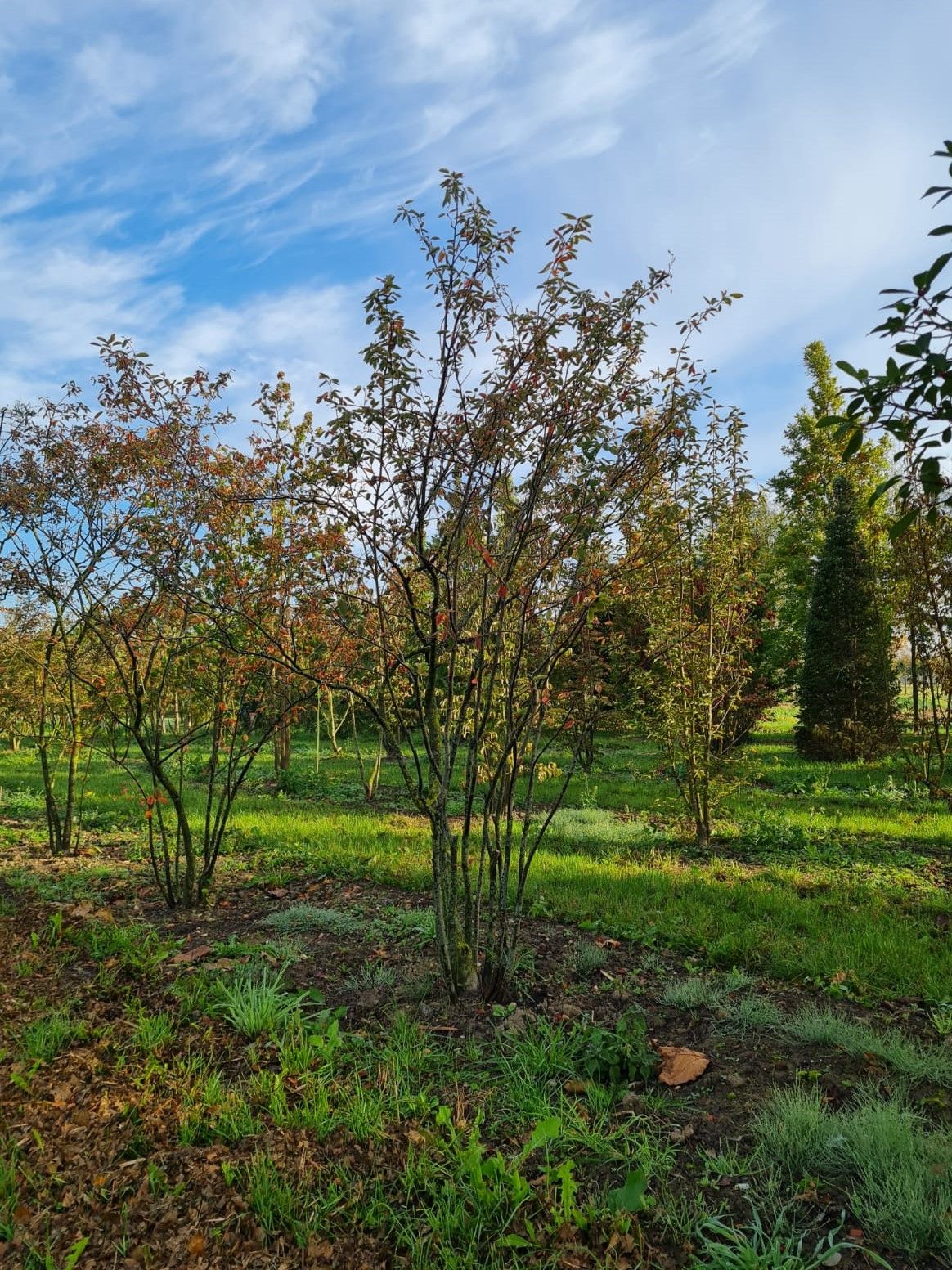 Krentenboom | Meerstammig