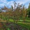 Krentenboom | Meerstammig