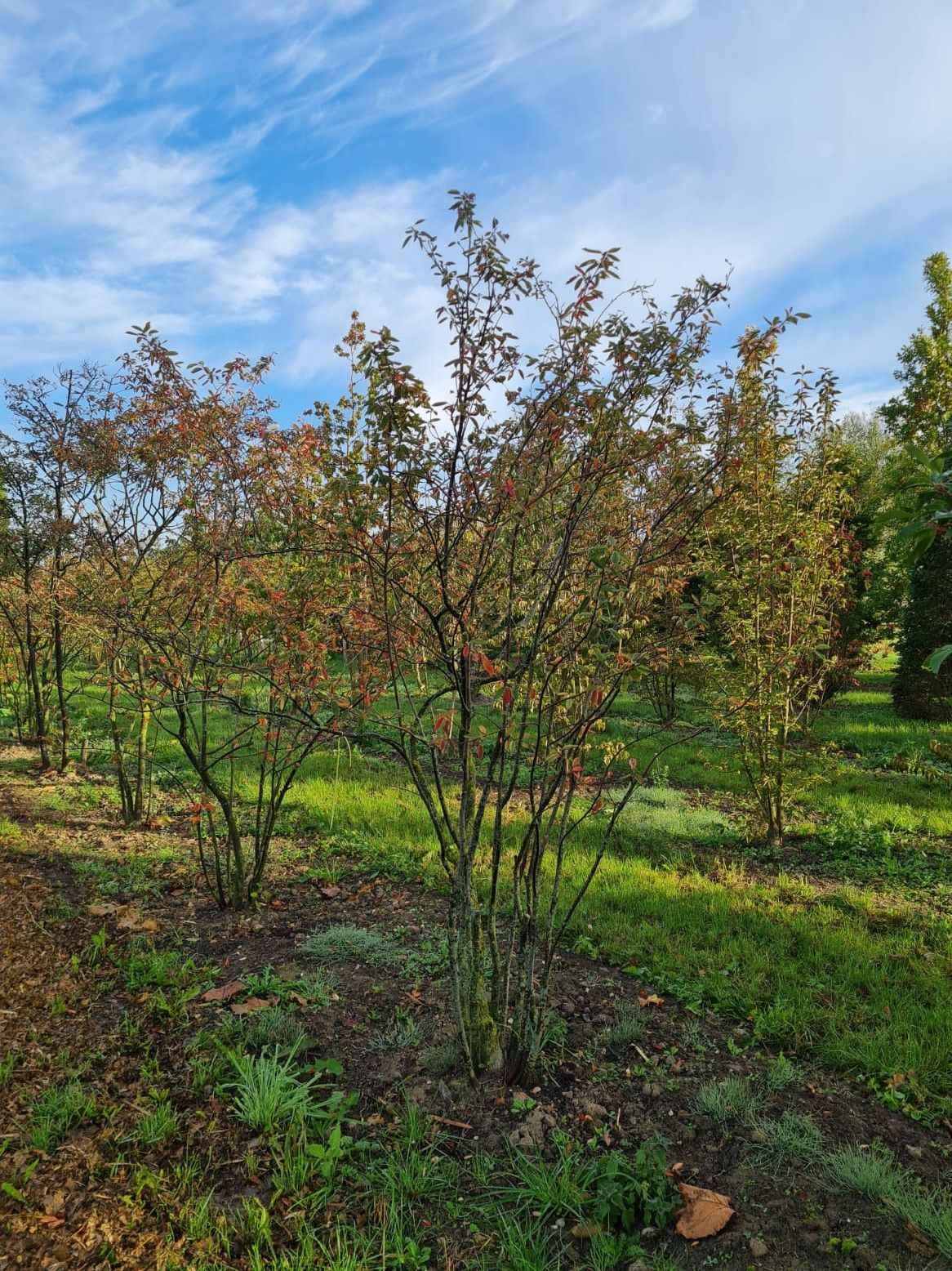 Krentenboom | Meerstammig