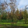Krentenboom | Meerstammig
