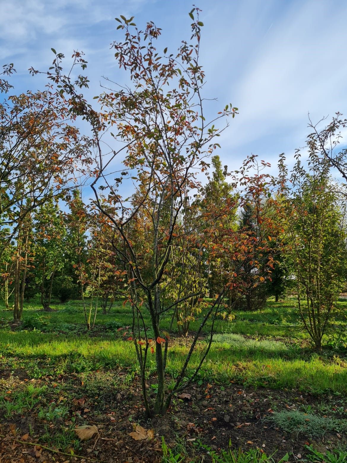 Krentenboom | Meerstammig