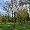 Krentenboom | Meerstammig