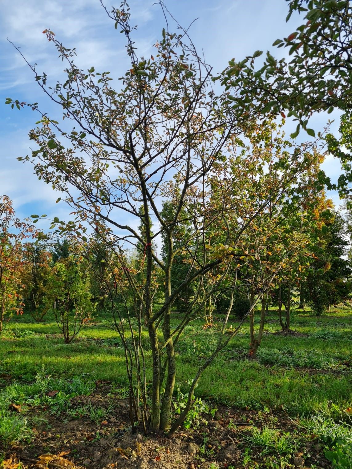 Krentenboom | Meerstammig
