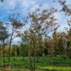 Krentenboom | Meerstammig