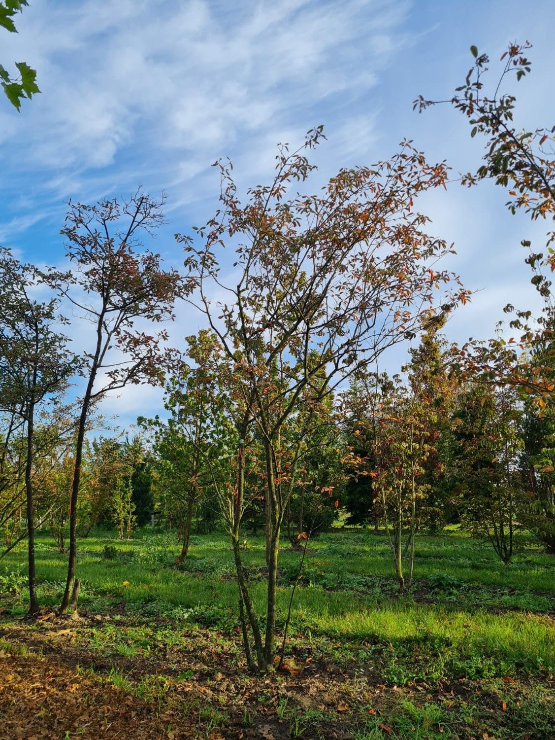 Krentenboom | Meerstammig