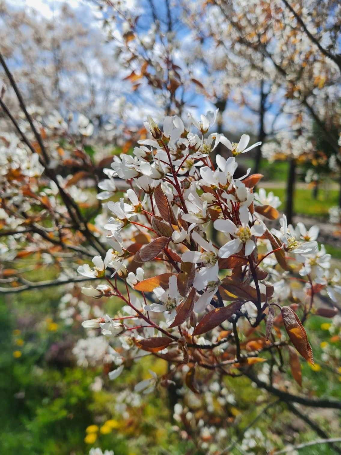 Krentenboom | Meerstammig