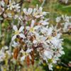 Krentenboom | Meerstammig