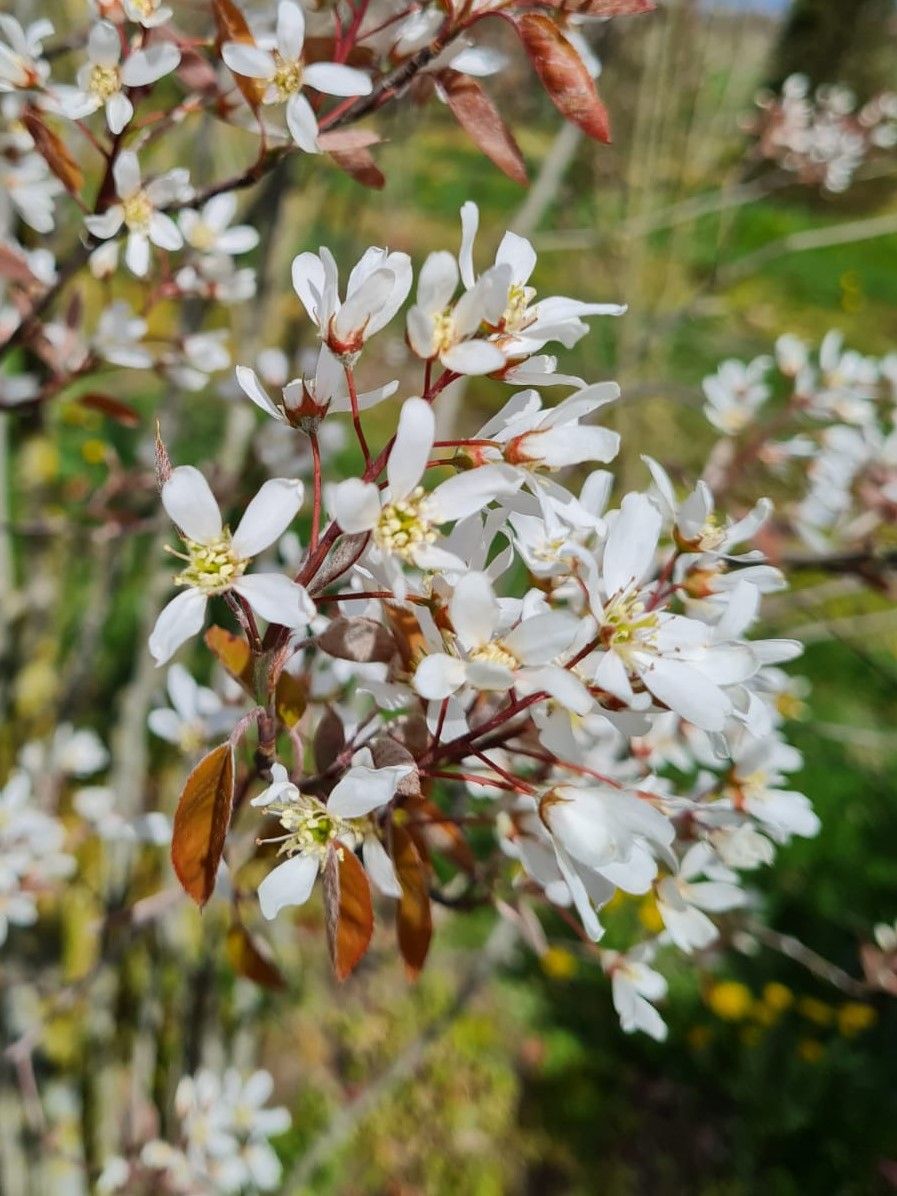Krentenboom | Meerstammig