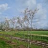 Krentenboom | Meerstammig