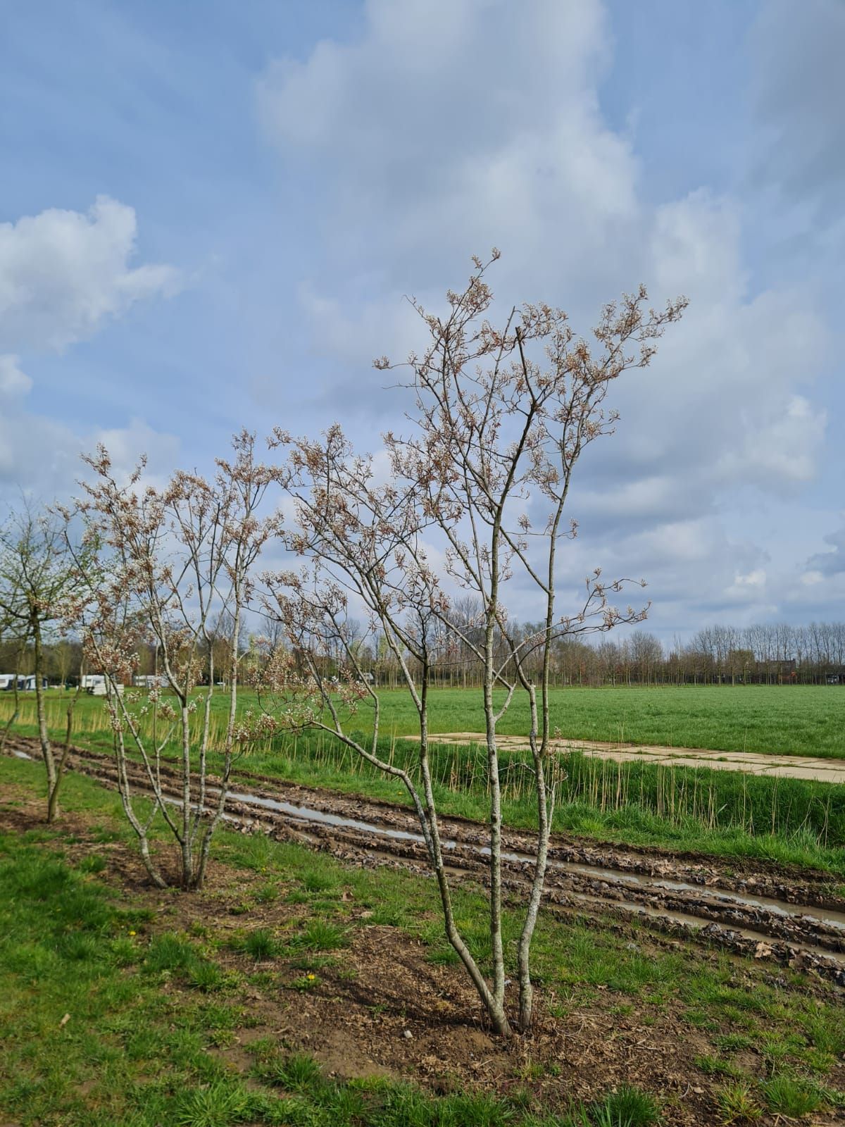 Krentenboom | Meerstammig