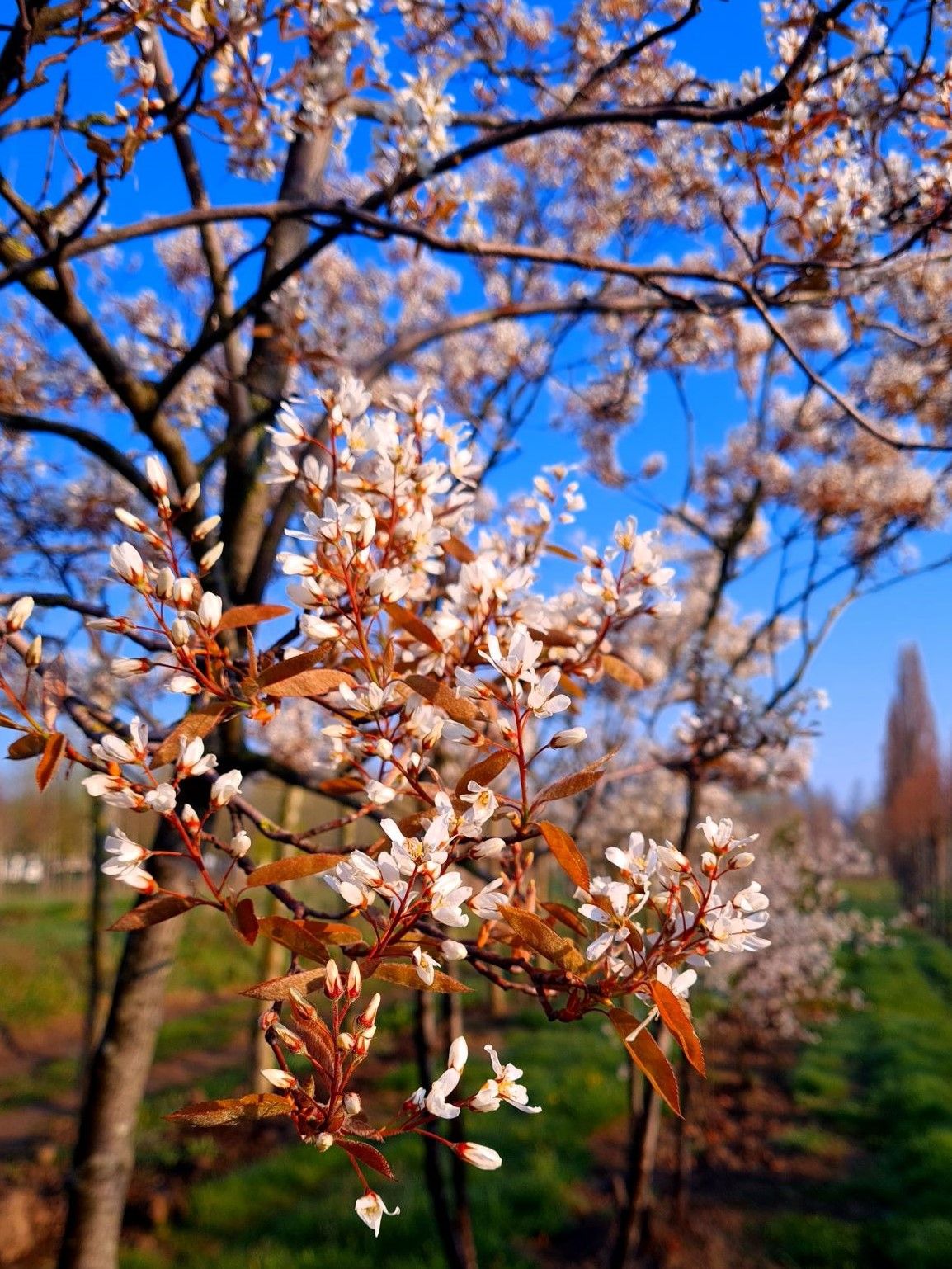 Krentenboom | Meerstammig