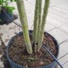 Europese netelboom | Meerstammig