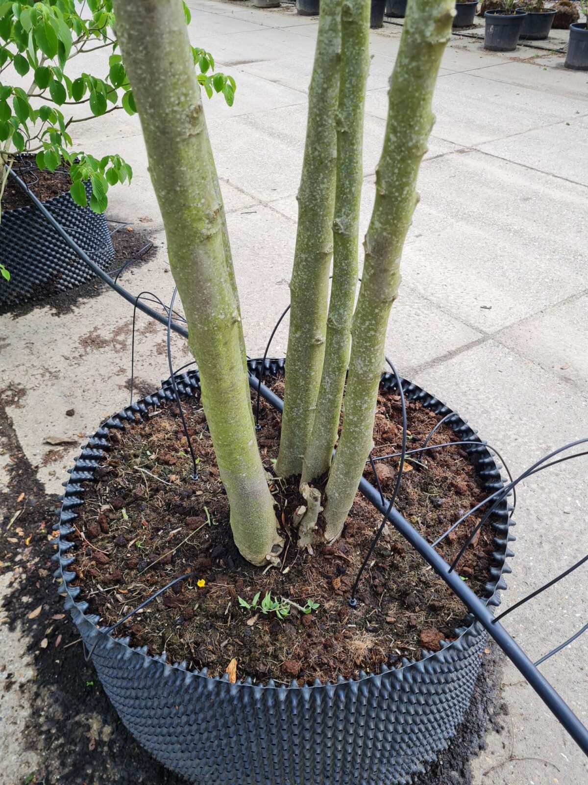 Europese netelboom | Meerstammig