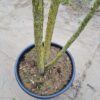 Westerse netelboom | Meerstammig