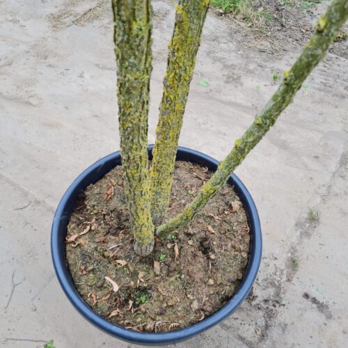 Westerse netelboom | Meerstammig