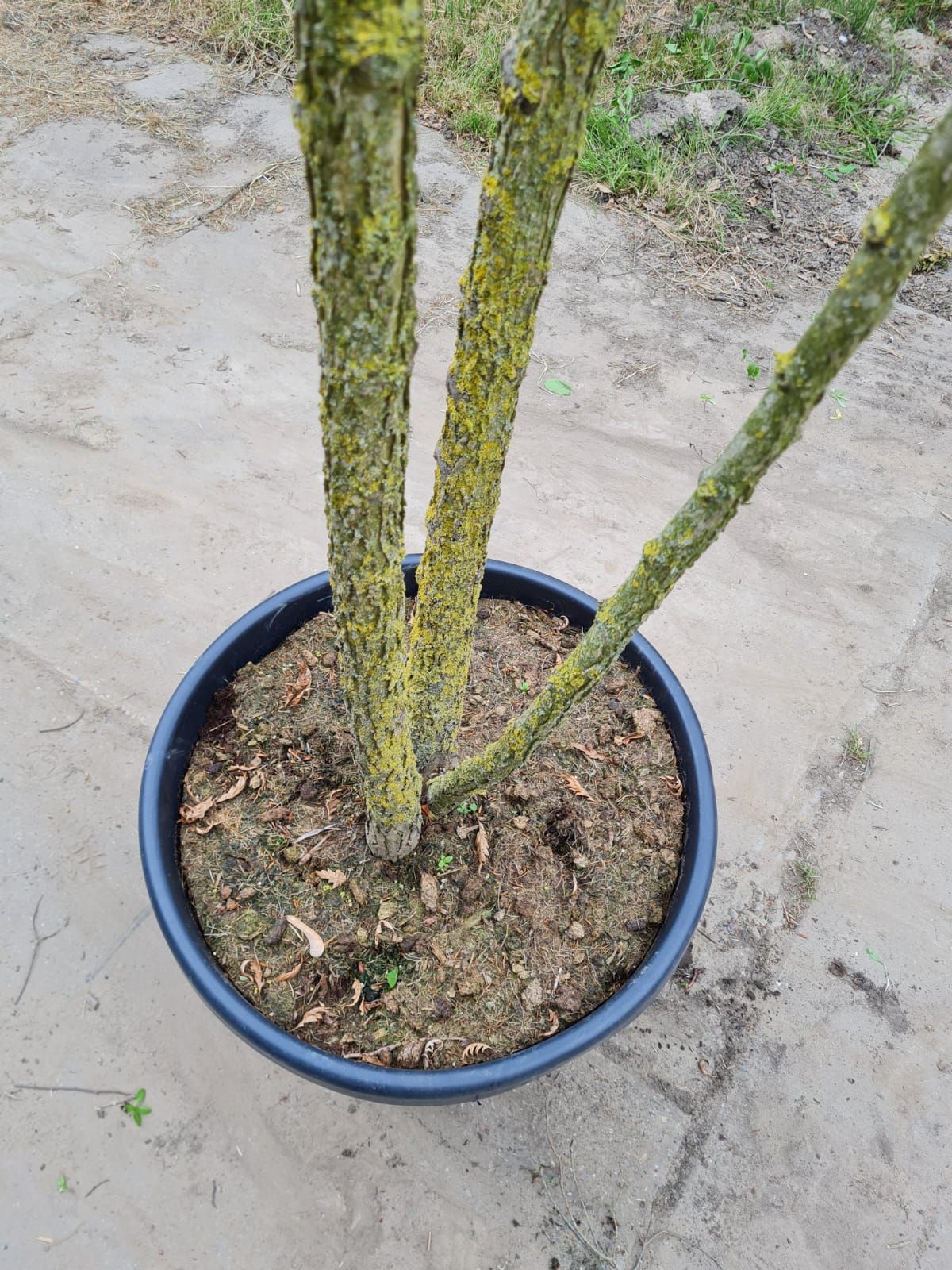 Westerse netelboom | Meerstammig