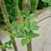 Westerse netelboom | Meerstammig