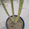 Westerse netelboom | Meerstammig