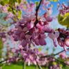 Judasboom | Halfstam