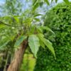 Europese netelboom | Hoogstam
