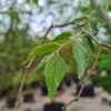 Europese netelboom | Meerstammig