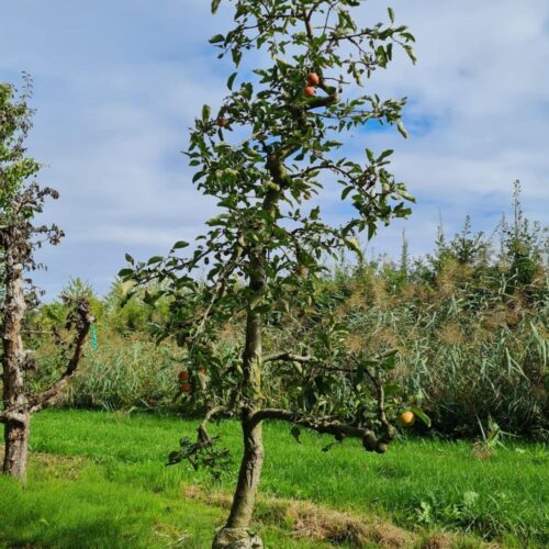 Noorse Esdoorn 'Eurostar' | Hoogstam