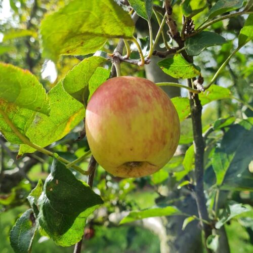 Appelboom 'James Grieve' | Halfstam