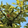 Appelboom 'Elstar' | Laagstam