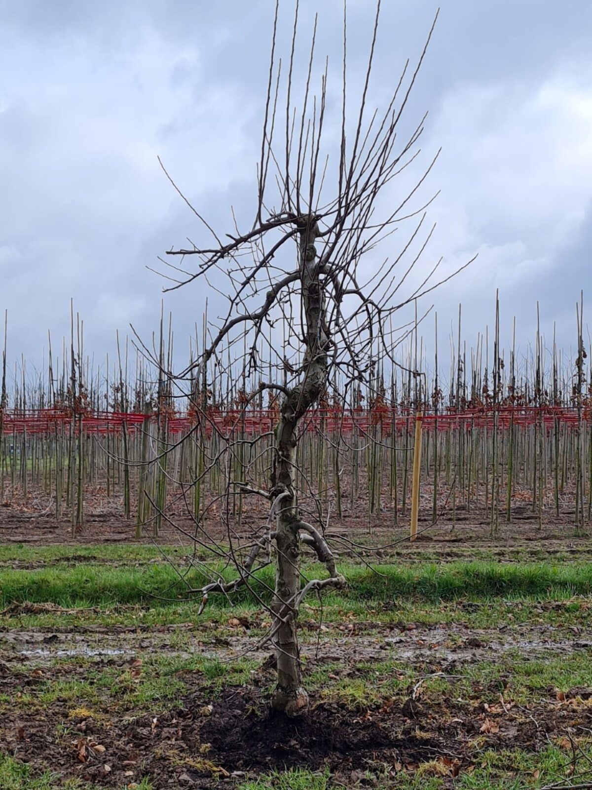 Appelboom 'Elstar' | Laagstam