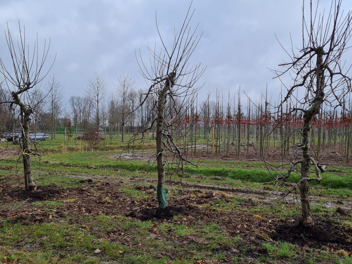 Appelboom 'Elstar' | Laagstam
