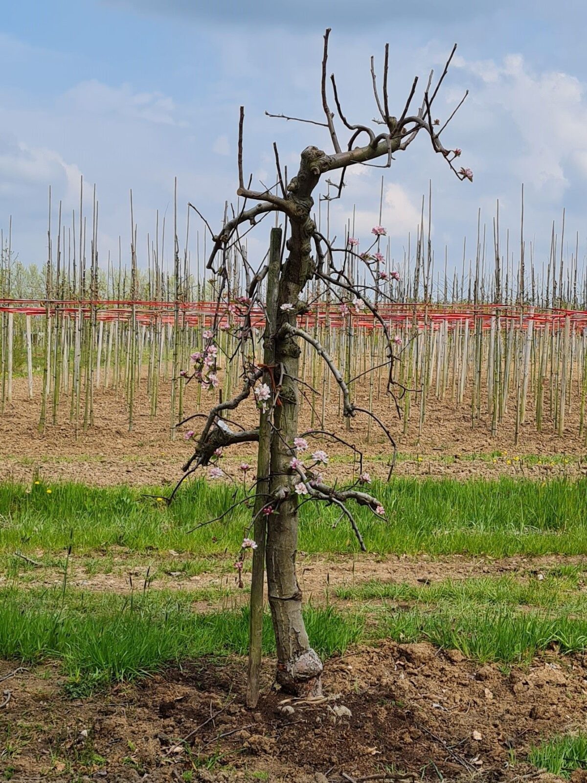 Appelboom 'Elstar' | Laagstam