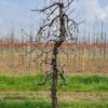 Appelboom 'Elstar' | Laagstam