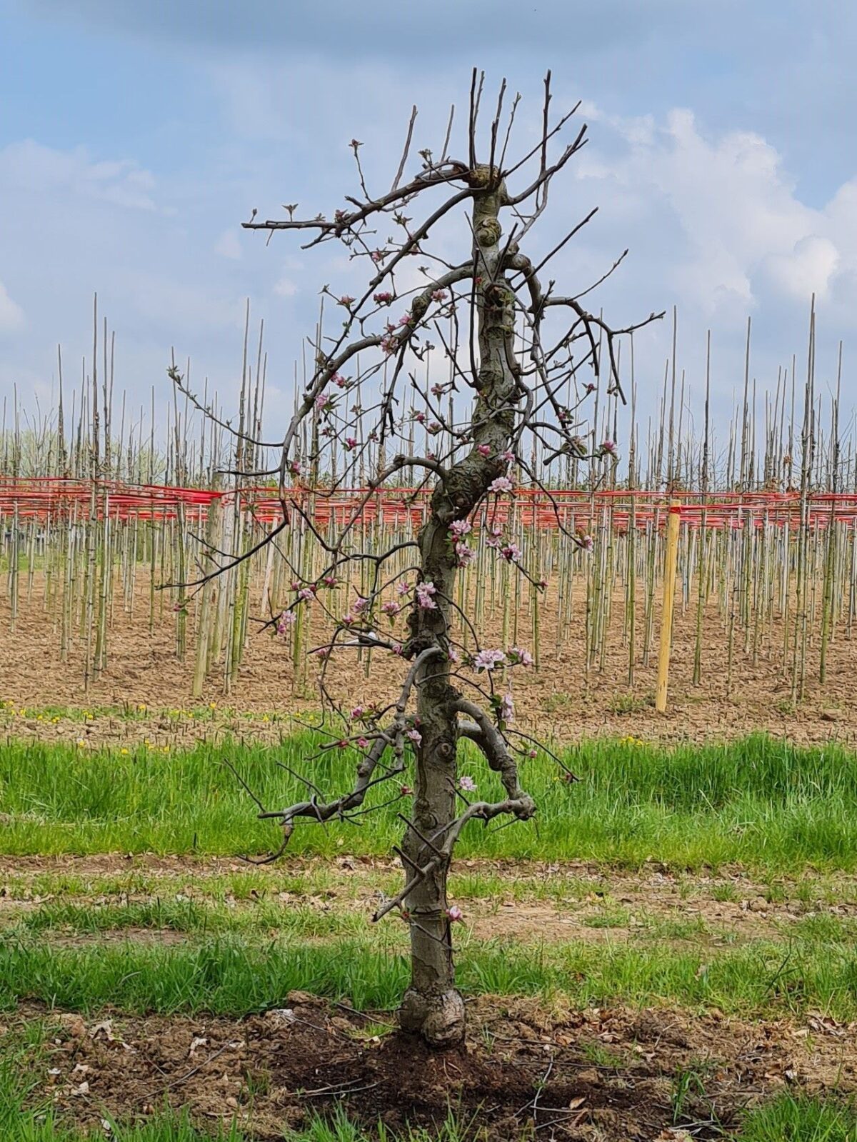 Appelboom 'Elstar' | Laagstam