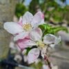 Appelboom 'Goudreinet' | Laagstam