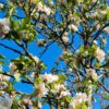 Appelboom 'James Grieve' | Halfstam