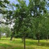 Appelboom 'James Grieve' | Halfstam