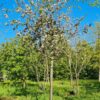 Appelboom 'James Grieve' | Halfstam