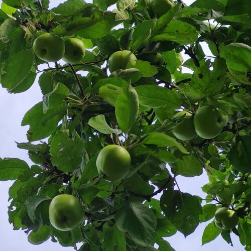 Appelboom 'James Grieve' | Halfstam