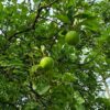 Appelboom 'James Grieve' | Halfstam
