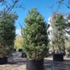 Grove den | Laagstam