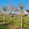 Bolesdoorn | Hoogstam