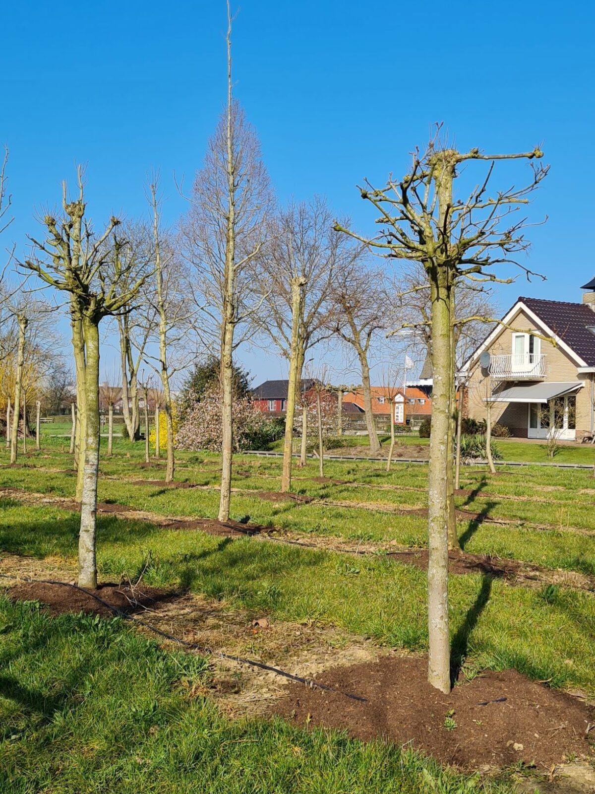 Bolesdoorn | Hoogstam